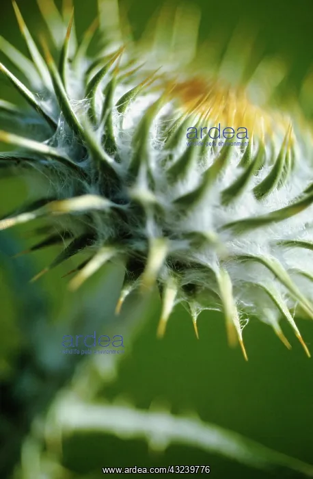  : Thistle, Carline thistle, Carlina vulgaris