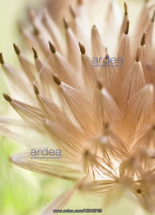 : Thistle, Creeping thistle, Cirsium arvense : Thistle, Creeping thistle, Cirsium arvense
