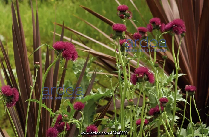 : Thistle, Cirsium : Thistle, Cirsium