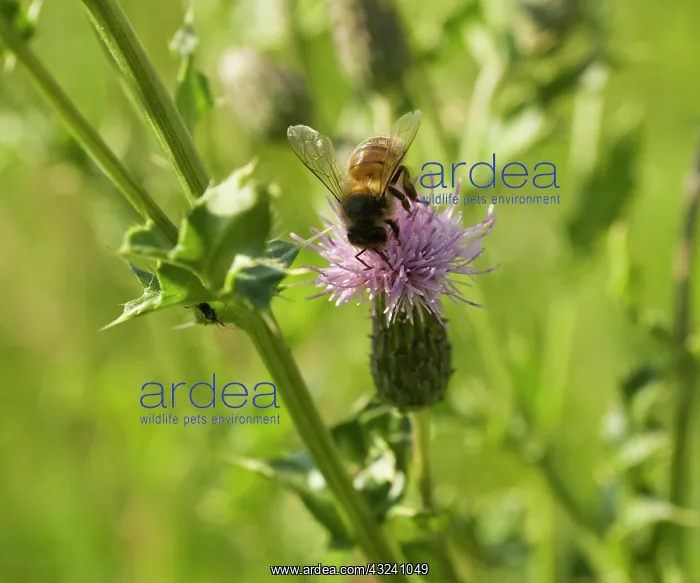 : Thistle, Creeping thistle, Cirsium arvense : Thistle, Creeping thistle, Cirsium arvense