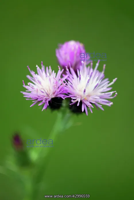 : Thistle Flowers Castro Verde, Alentejo, Portugal : Thistle Flowers Castro Verde, Alentejo, Portugal