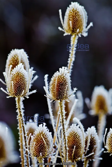 : Thistle heads - covered in frost : Thistle heads - covered in frost