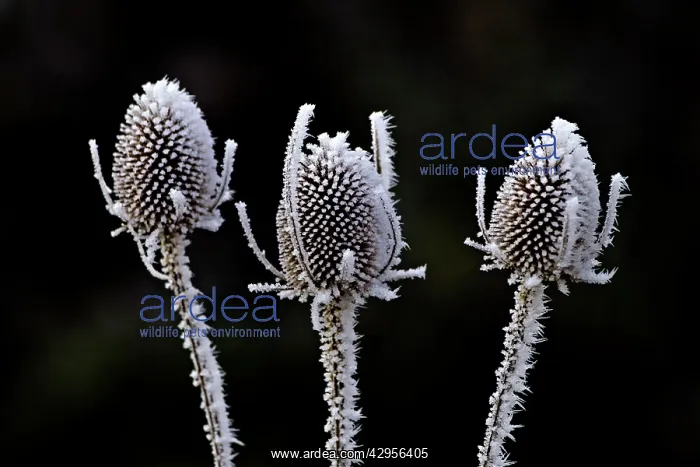 : Thistle heads - covered in frost : Thistle heads - covered in frost