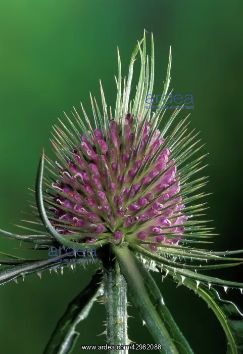 : Thistle - Inflorescence : Thistle - Inflorescence