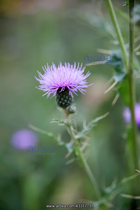: Thistle, Montpellier thistle, Cirsium monspessulanum : Thistle, Montpellier thistle, Cirsium monspessulanum