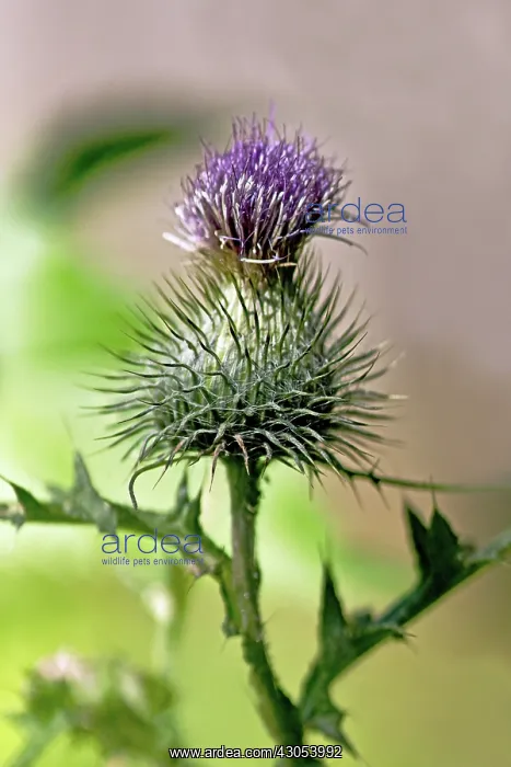 : Thistle, Scotch thistle, Cotton thistle : Thistle, Scotch thistle, Cotton thistle