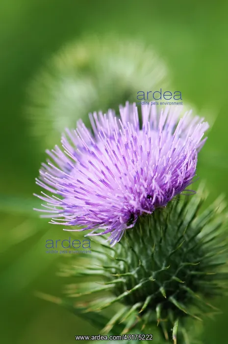 : Thistle, Scotch thistle, Cotton thistle, Onopordum : Thistle, Scotch thistle, Cotton thistle, Onopordum