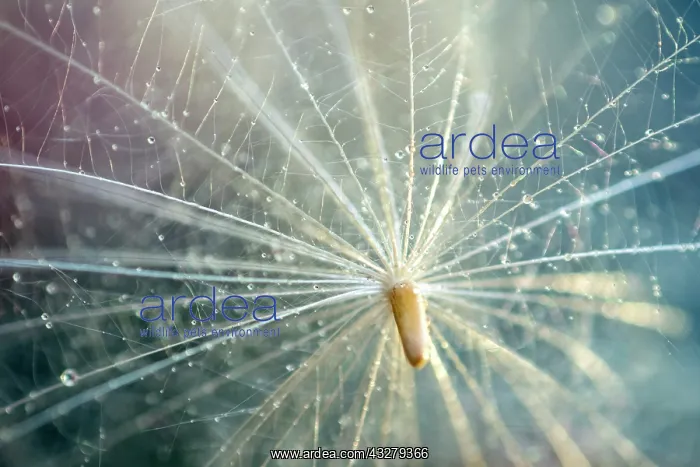  : Thistle Seed