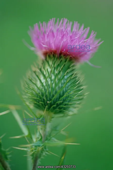 : Thistle, Spear thistle, Scotcch thistle, Bull thistle : Thistle, Spear thistle, Scotcch thistle, Bull thistle