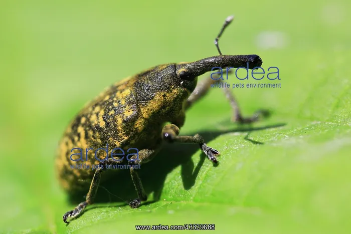 : Thistle weevil (Larinus turbinatus), beetle with : Thistle weevil (Larinus turbinatus), beetle with