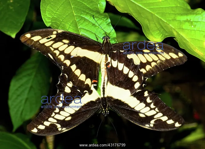 : Thoas Swallowtail Butterflies Mating : Thoas Swallowtail Butterflies Mating