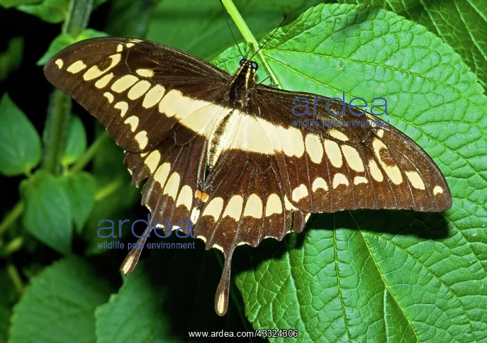 : Thoas Swallowtail Butterfly : Thoas Swallowtail Butterfly