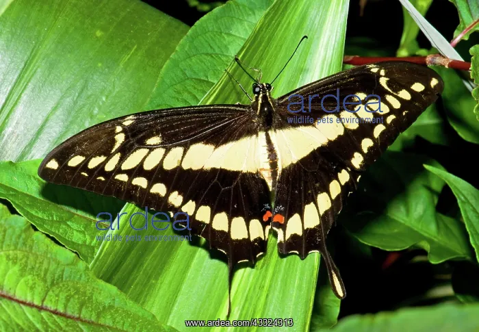 : Thoas Swallowtail Butterfly : Thoas Swallowtail Butterfly