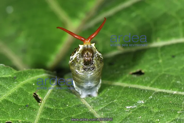 : Thoas Swallowtail caterpillar deploys its osmeterium : Thoas Swallowtail caterpillar deploys its osmeterium