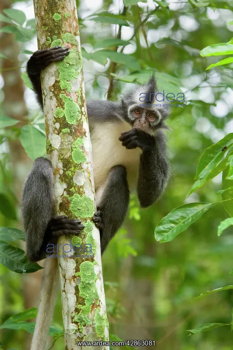  : Thomas Leaf Monkey - adult clinging to a tree in