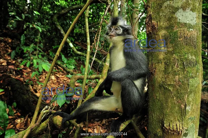: Thomas's Langur / Thomas's Leaf Monkey : Thomas's Langur / Thomas's Leaf Monkey