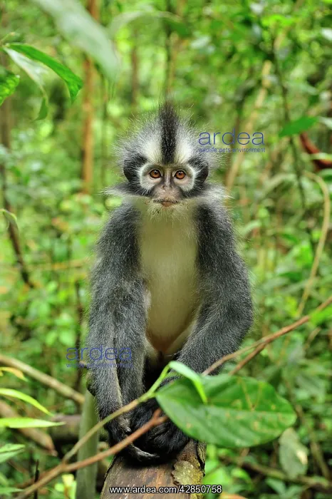 : Thomas's Langur / Thomas's Leaf Monkey : Thomas's Langur / Thomas's Leaf Monkey