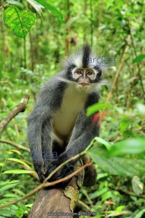: Thomas's Langur / Thomas's Leaf Monkey : Thomas's Langur / Thomas's Leaf Monkey