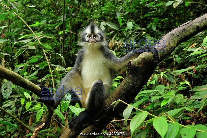 : Thomas's Langur / Thomas's Leaf Monkey : Thomas's Langur / Thomas's Leaf Monkey