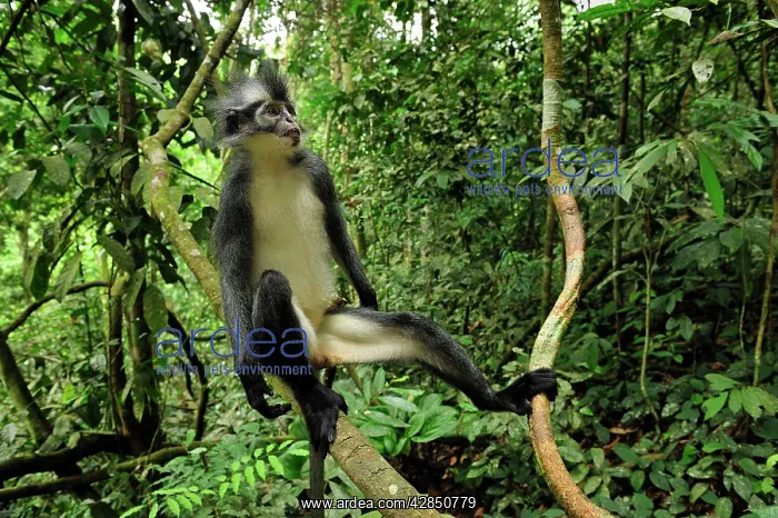 : Thomas's Langur / Thomas's Leaf Monkey : Thomas's Langur / Thomas's Leaf Monkey