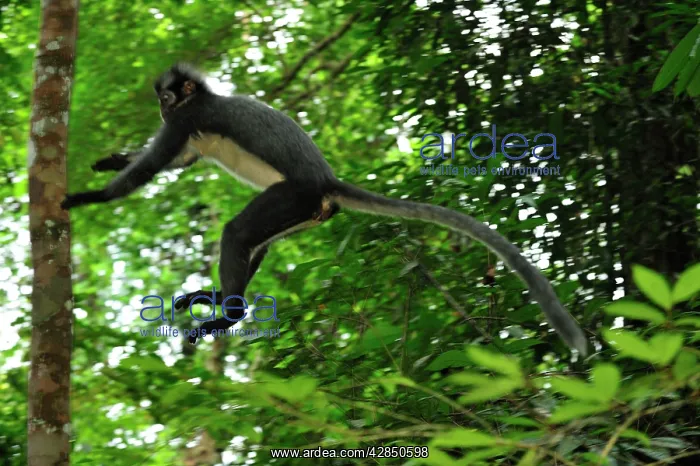: Thomas's Langur / Thomas's Leaf Monkey - jumping : Thomas's Langur / Thomas's Leaf Monkey - jumping
