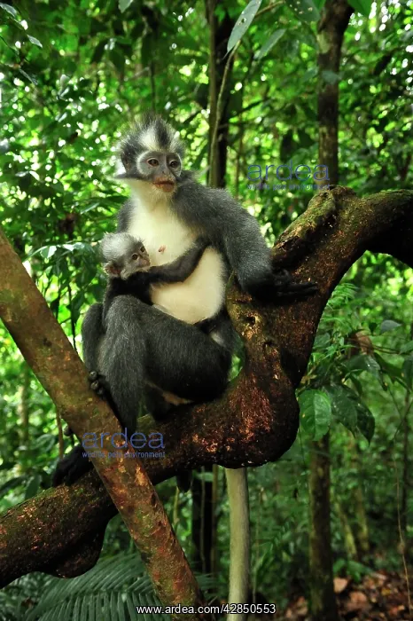 : Thomas's Langur / Thomas's Leaf Monkey - mother with baby : Thomas's Langur / Thomas's Leaf Monkey - mother with baby