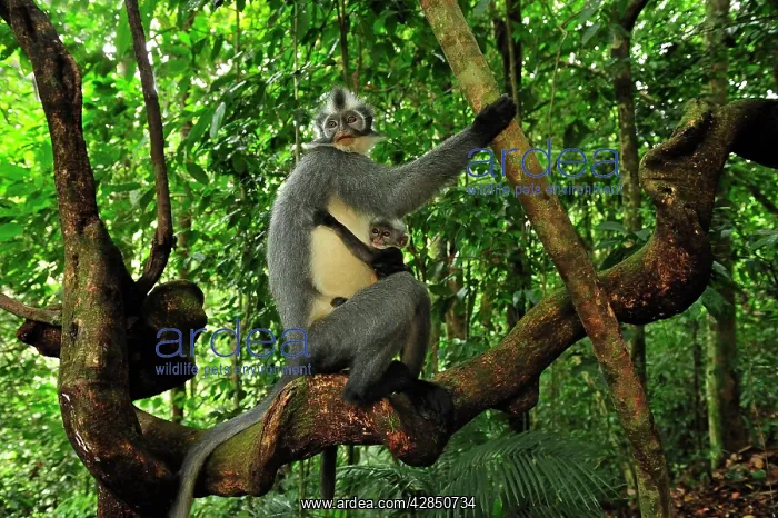 : Thomas's Langur / Thomas's Leaf Monkey - mother with baby : Thomas's Langur / Thomas's Leaf Monkey - mother with baby