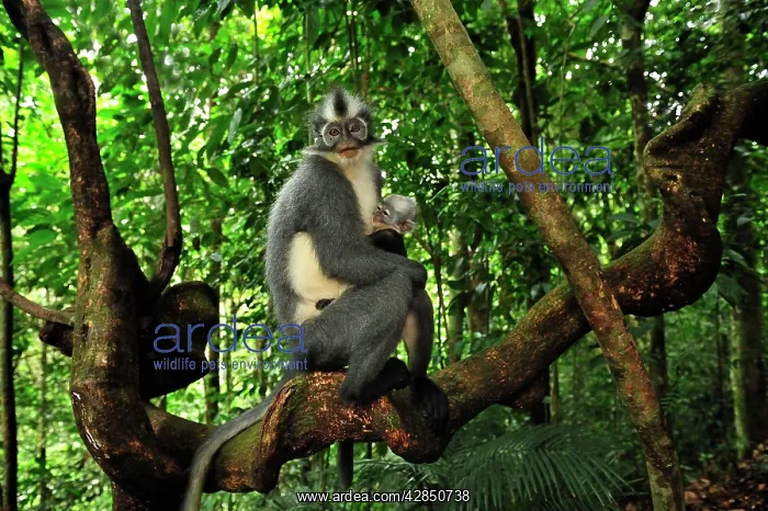 : Thomas's Langur / Thomas's Leaf Monkey - mother with baby : Thomas's Langur / Thomas's Leaf Monkey - mother with baby