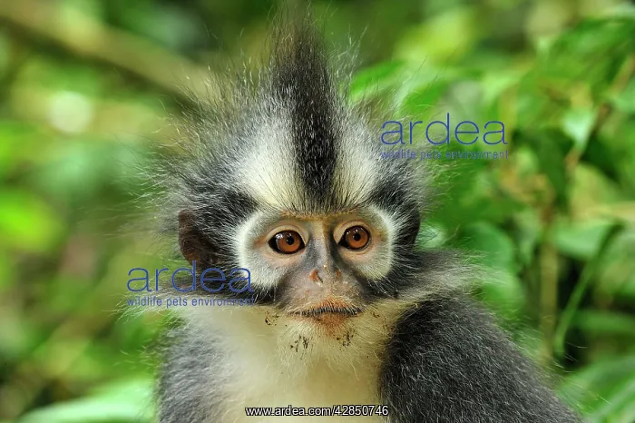 : Thomas's Langur / Thomas's Leaf Monkey - portrait : Thomas's Langur / Thomas's Leaf Monkey - portrait