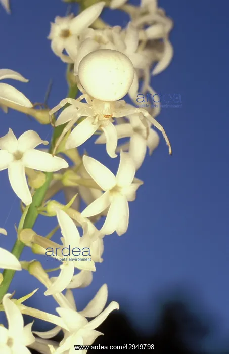 : Thomisid spider (Stackhousia monogyna) lying in : Thomisid spider (Stackhousia monogyna) lying in
