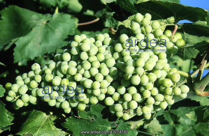 : Thompson Grapes : Thompson Grapes