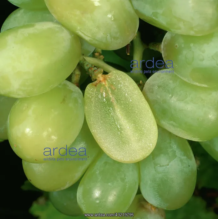 : Thomson Seedless Grapes : Thomson Seedless Grapes
