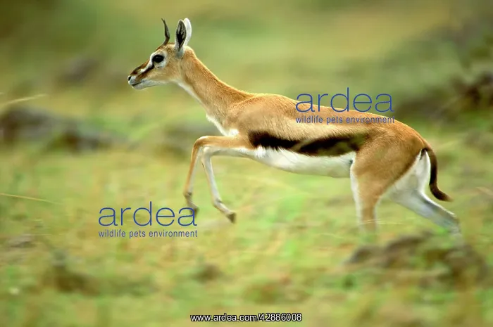  : ThomsonIs Gazelle - Female pronking