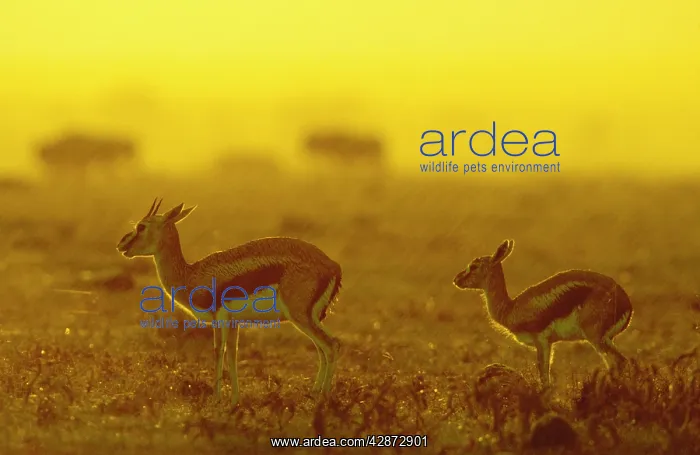  : ThomsonIs Gazelle - female and young