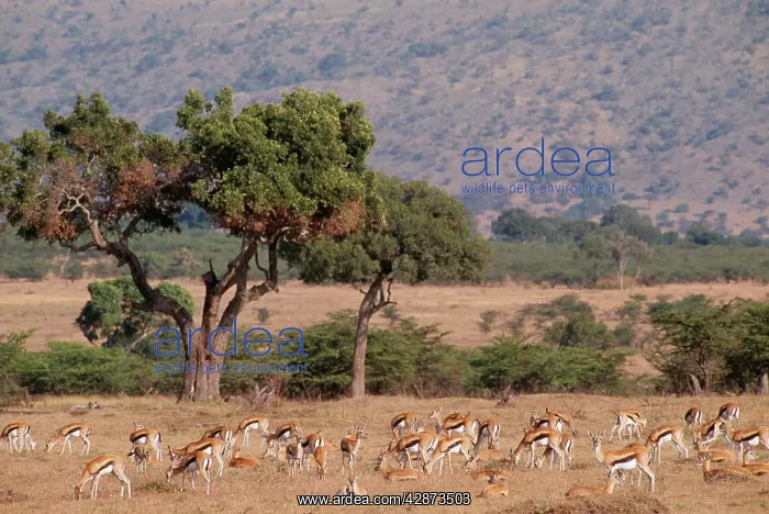  : ThomsonIs GAZELLE - herd, grazing