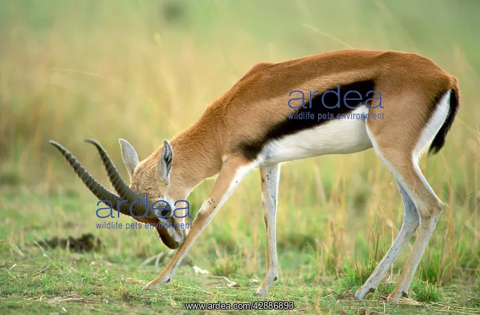  : ThomsonIs Gazelle Male bending forward to nuzzle