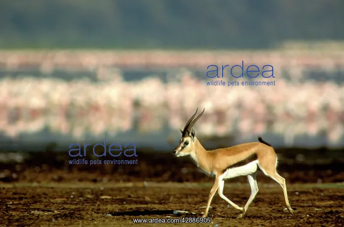  : ThomsonIs Gazelle - Male running, with Flamingos