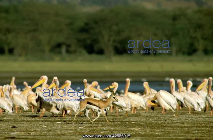  : ThomsonIs Gazelle - Male running with flock of