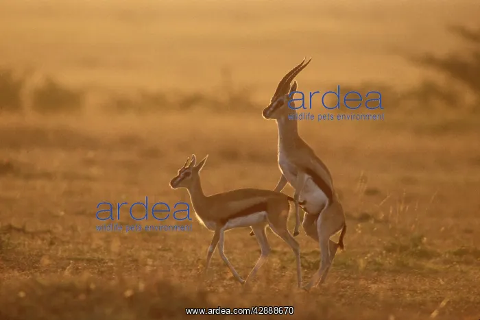 : ThomsonIs Gazelle - mating at sunrise
