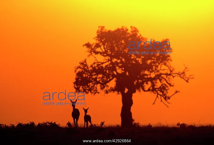 : THOMSONIS GAZELLES - x two, near tree at sunset