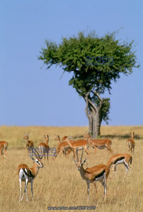  : THOMSON'S GAZELLE