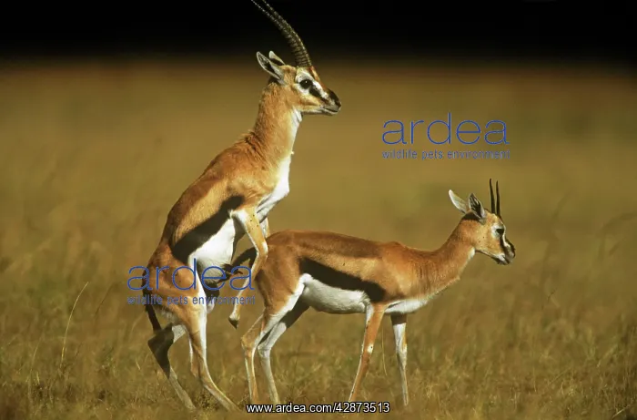  : Thomson's GAZELLE
