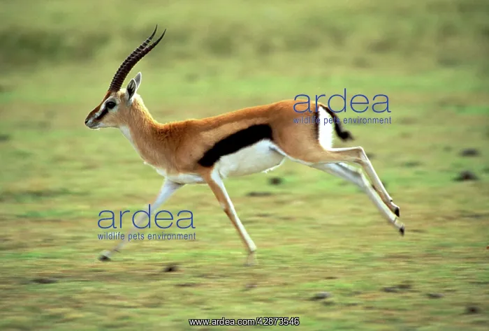 : Thomson's Gazelle : Thomson's Gazelle