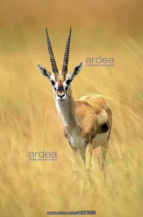 : Thomson's Gazelle : Thomson's Gazelle