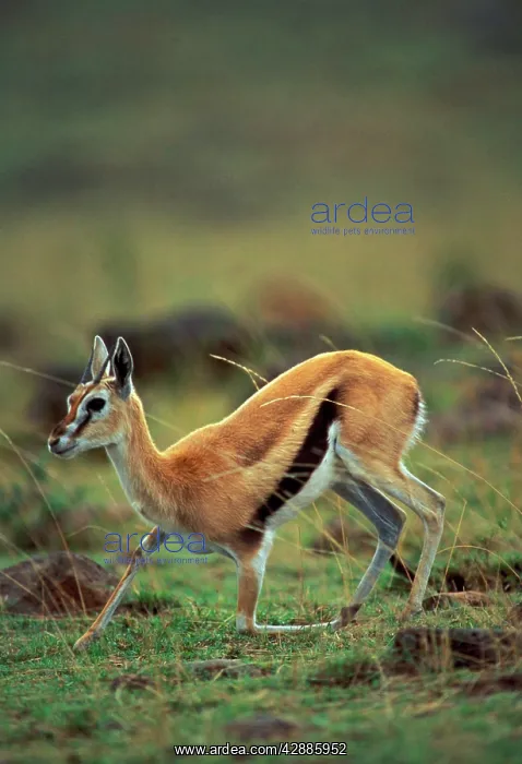  : Thomson's Gazelle