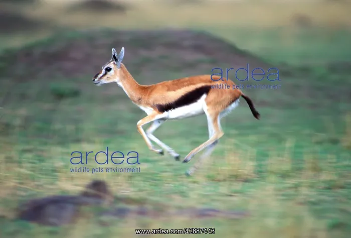  : Thomson's Gazelle