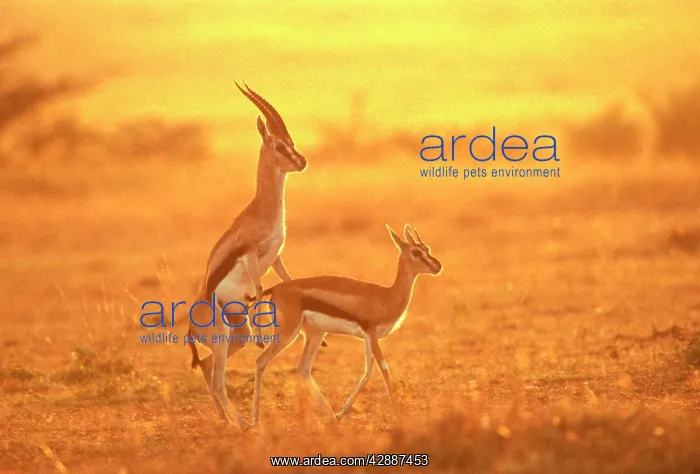 : Thomson's Gazelle