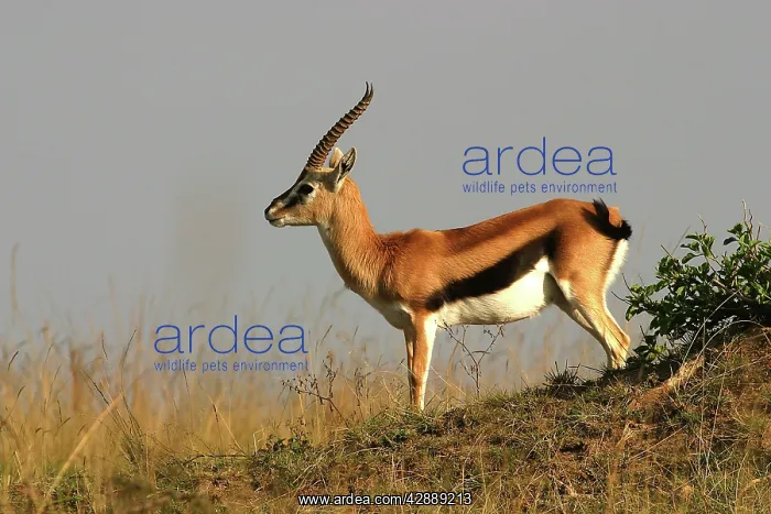 : Thomson's Gazelle : Thomson's Gazelle