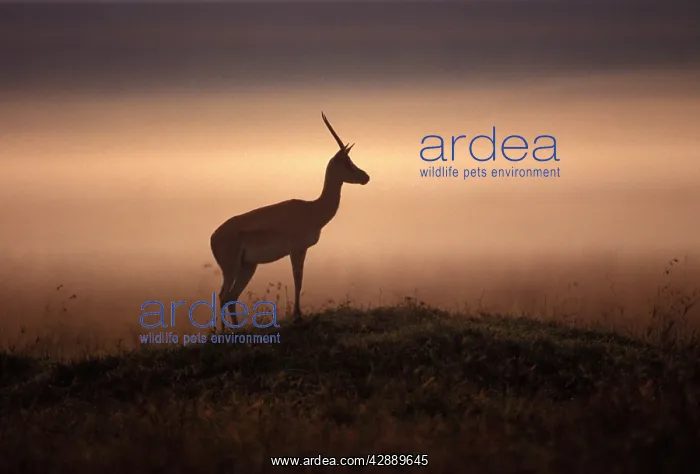 : Thomson's Gazelle : Thomson's Gazelle