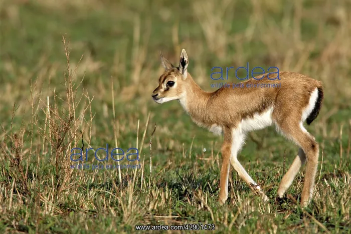 : Thomson's Gazelle : Thomson's Gazelle